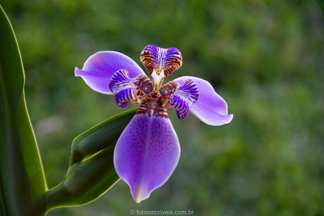 Pousada Natureza Divina Araquari Exterior photo